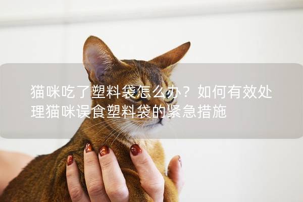 貓咪吃了塑料袋怎么辦？如何有效處理貓咪誤食塑料袋的緊急措施