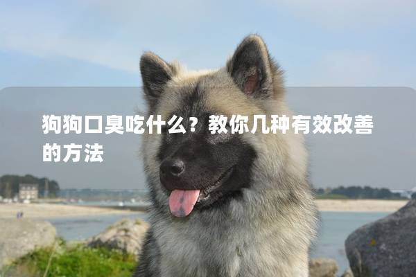 狗狗口臭吃什么？教你幾種有效改善的方法