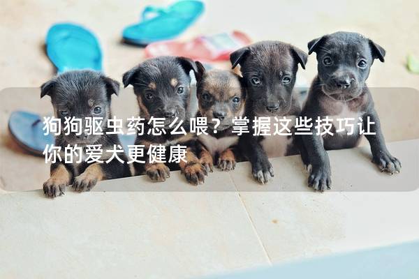 狗狗驅蟲藥怎么喂？掌握這些技巧讓你的愛犬更健康