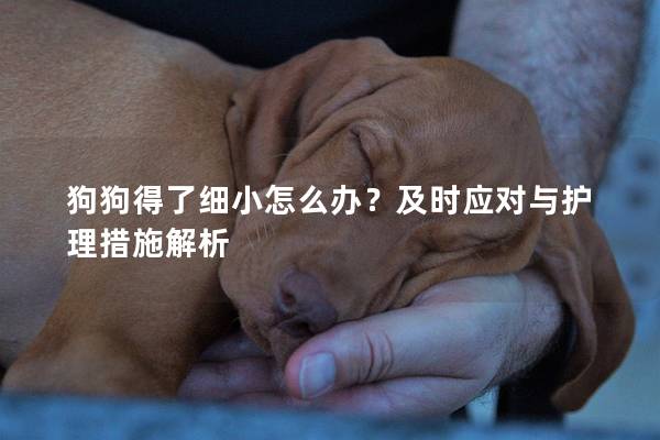 狗狗得了細(xì)小怎么辦?及時(shí)應(yīng)對(duì)與護(hù)理措施解析 狗狗得了細(xì)小怎么辦?及時(shí)應(yīng)對(duì)與護(hù)理措施解析