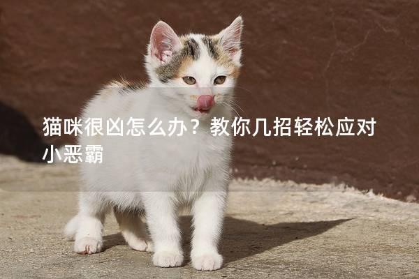 貓咪很兇怎么辦？教你幾招輕松應對小惡霸