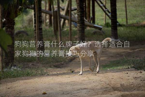 狗狗營養膏什么牌子好？選擇適合自家狗狗的營養膏技巧分享