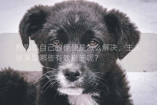 狗狗吃自己的便便是怎么解決，主人該采取哪些有效措施呢？