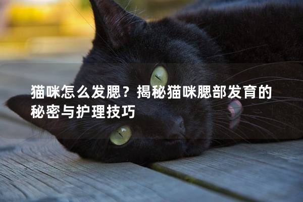 貓咪怎么發腮？揭秘貓咪腮部發育的秘密與護理技巧