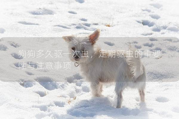 狗狗多久驅一次蟲,定期驅蟲的重要性與注意事項 狗狗多久驅一次蟲,定期驅蟲的重要性與注意事項