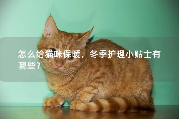 怎么給貓咪保暖，冬季護理小貼士有哪些？