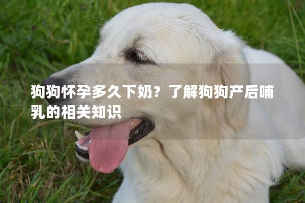 狗狗懷孕多久下奶？了解狗狗產(chǎn)后哺乳的相關(guān)知識(shí)
