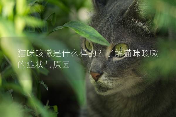 貓咪咳嗽是什么樣的？了解貓咪咳嗽的癥狀與原因
