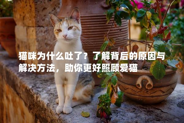 貓咪為什么吐了？了解背后的原因與解決方法，助你更好照顧愛貓