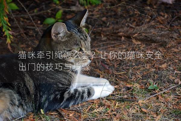 貓咪牽引繩怎么套？讓你的貓咪安全出門的技巧與步驟