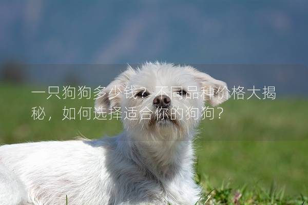 一只狗狗多少錢？不同品種價格大揭秘，如何選擇適合你的狗狗？