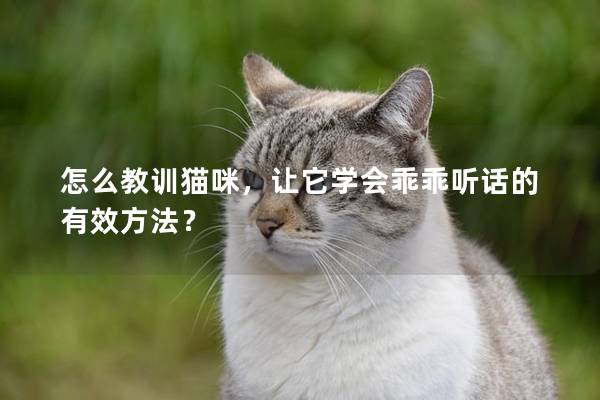 怎么教訓貓咪，讓它學會乖乖聽話的有效方法？
