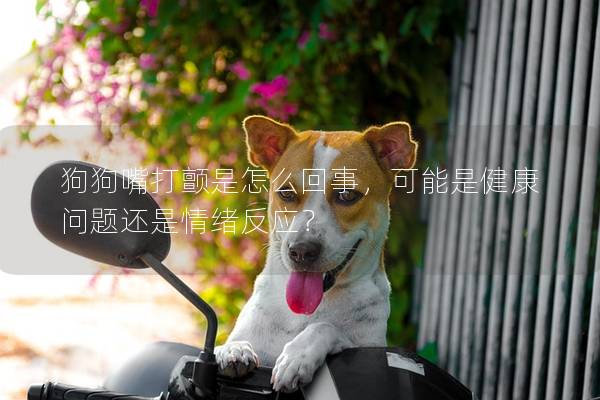 狗狗嘴打顫是怎么回事，可能是健康問題還是情緒反應？