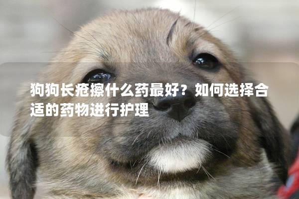 狗狗長瘡擦什么藥最好？如何選擇合適的藥物進(jìn)行護(hù)理