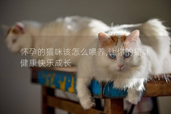 懷孕的貓咪該怎么喂養(yǎng),讓你的貓咪健康快樂(lè)成長(zhǎng)