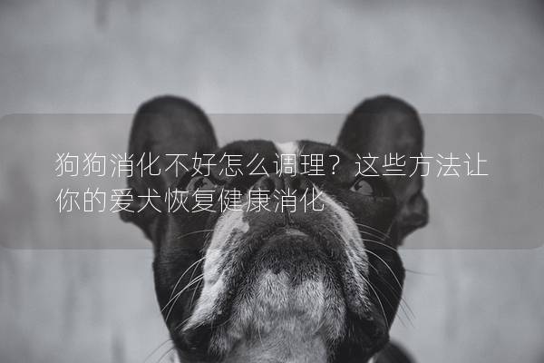 狗狗消化不好怎么調理？這些方法讓你的愛犬恢復健康消化