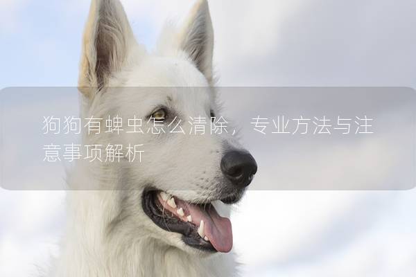 狗狗有蜱蟲怎么清除，專業(yè)方法與注意事項解析