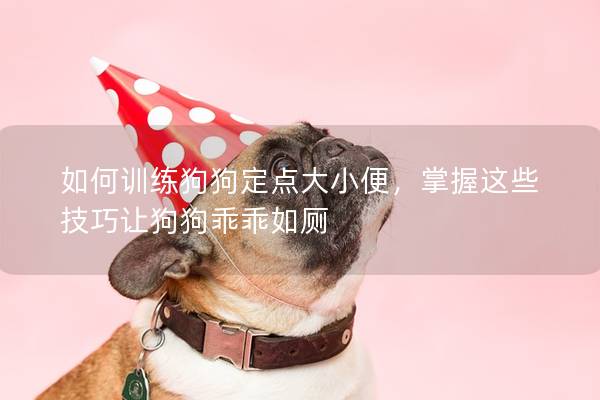 如何訓練狗狗定點大小便，掌握這些技巧讓狗狗乖乖如廁