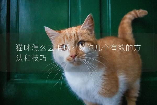 貓咪怎么去毛球？教你幾個有效的方法和技巧