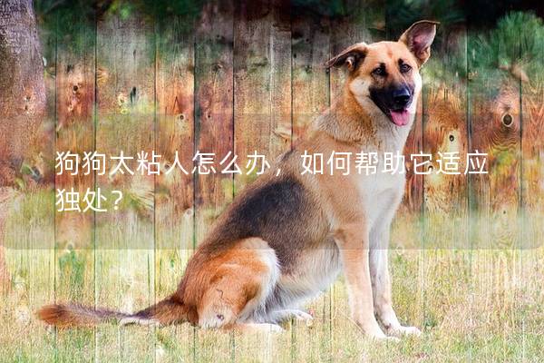 狗狗太粘人怎么辦,如何幫助它適應獨處? 狗狗太粘人怎么辦,如何幫助它適應獨處?