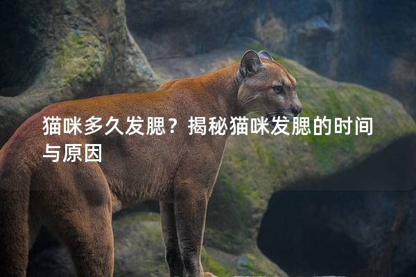 貓咪多久發(fā)腮？揭秘貓咪發(fā)腮的時間與原因