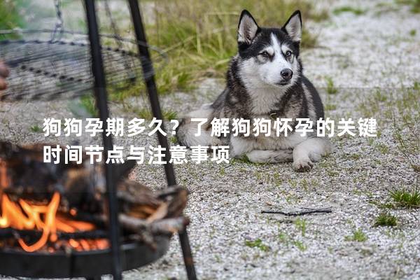 狗狗孕期多久？了解狗狗懷孕的關(guān)鍵時(shí)間節(jié)點(diǎn)與注意事項(xiàng)
