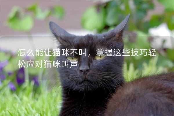 怎么能讓貓咪不叫，掌握這些技巧輕松應對貓咪叫聲