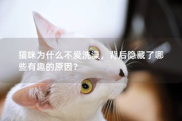 貓咪為什么不愛洗澡，背后隱藏了哪些有趣的原因？
