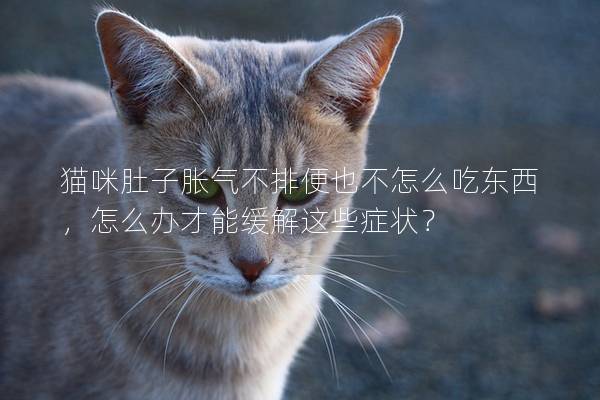 貓咪肚子脹氣不排便也不怎么吃東西，怎么辦才能緩解這些癥狀？