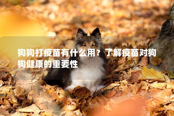 狗狗打疫苗有什么用？了解疫苗對(duì)狗狗健康的重要性