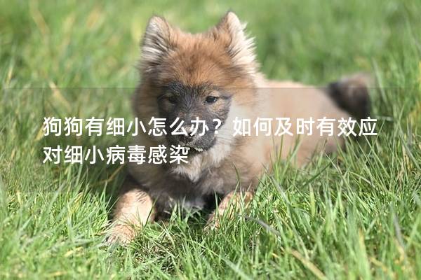 狗狗有細小怎么辦？如何及時有效應對細小病毒感染