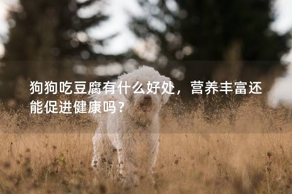 狗狗吃豆腐有什么好處，營養(yǎng)豐富還能促進(jìn)健康嗎？