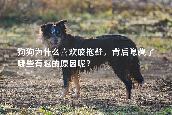 狗狗為什么喜歡咬拖鞋，背后隱藏了哪些有趣的原因呢？