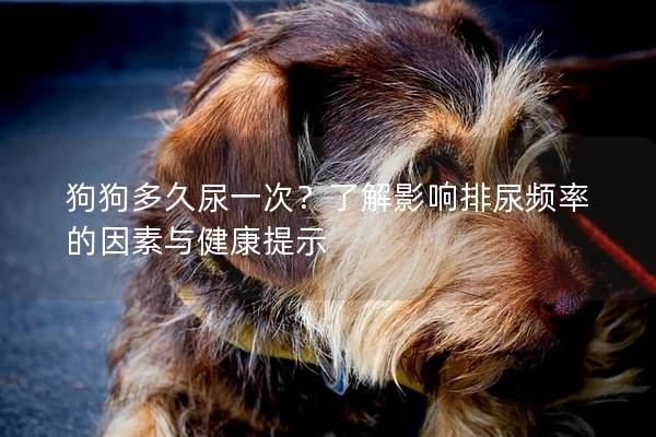 狗狗多久尿一次？了解影響排尿頻率的因素與健康提示