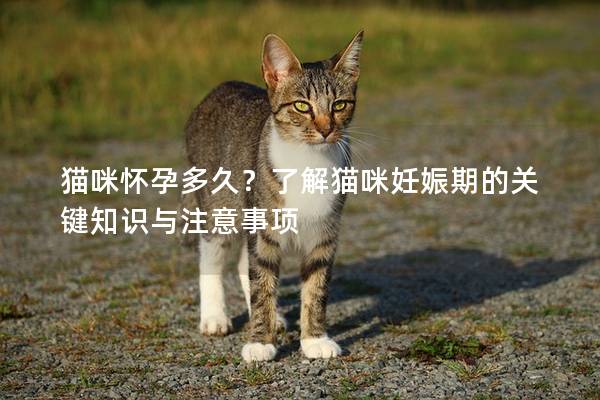 貓咪懷孕多久？了解貓咪妊娠期的關鍵知識與注意事項