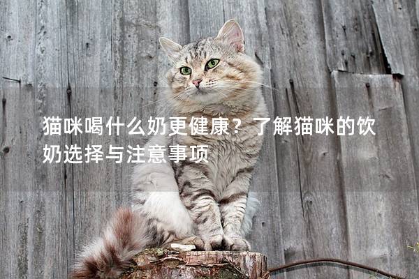 貓咪喝什么奶更健康？了解貓咪的飲奶選擇與注意事項(xiàng)