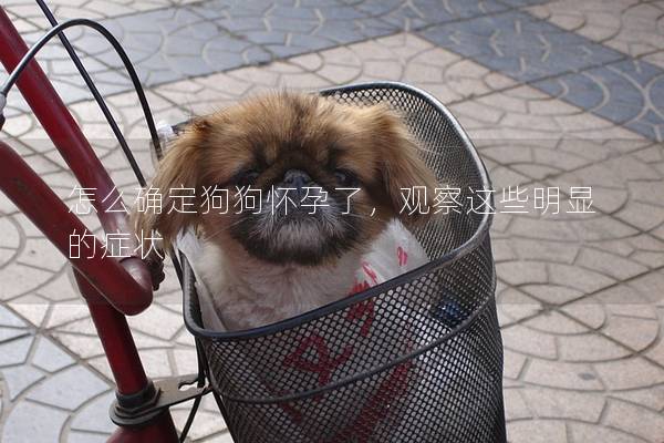 怎么確定狗狗懷孕了，觀察這些明顯的癥狀