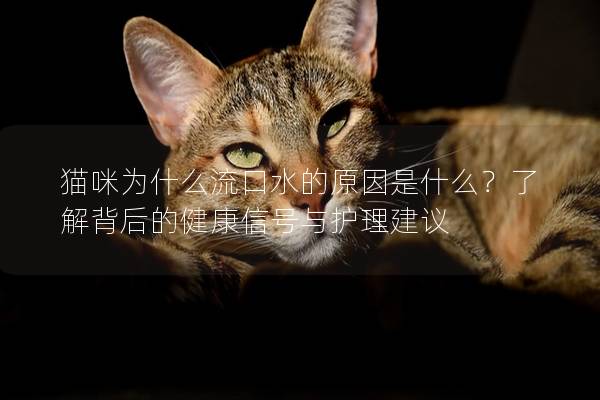 貓咪為什么流口水的原因是什么？了解背后的健康信號與護理建議