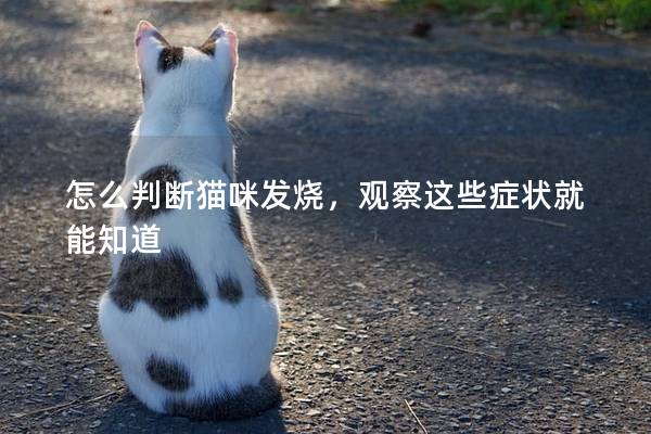怎么判斷貓咪發燒，觀察這些癥狀就能知道