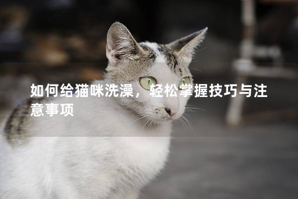 如何給貓咪洗澡，輕松掌握技巧與注意事項