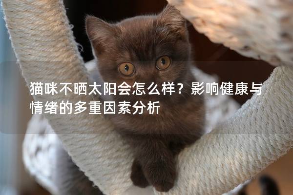 貓咪不曬太陽會怎么樣？影響健康與情緒的多重因素分析