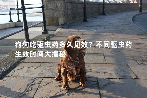 狗狗吃驅(qū)蟲藥多久見效?不同驅(qū)蟲藥生效時間大揭秘 狗狗吃驅(qū)蟲藥多久見效?不同驅(qū)蟲藥生效時間大揭秘
