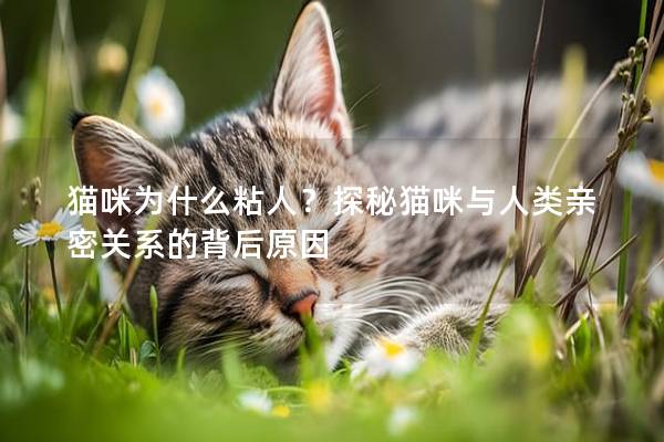 貓咪為什么粘人？探秘貓咪與人類(lèi)親密關(guān)系的背后原因