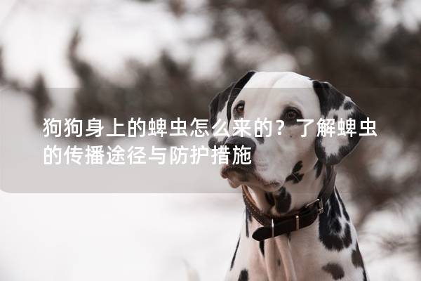 狗狗身上的蜱蟲怎么來的？了解蜱蟲的傳播途徑與防護措施