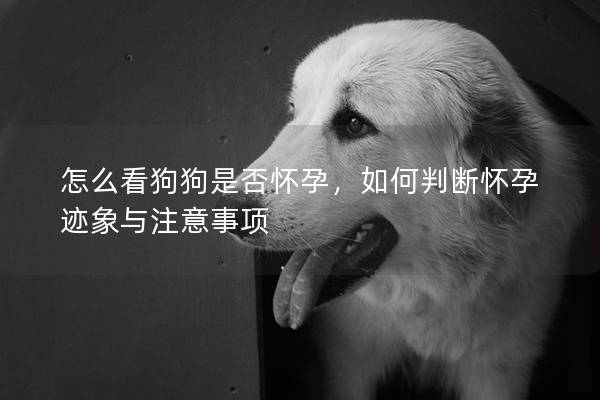 怎么看狗狗是否懷孕，如何判斷懷孕跡象與注意事項(xiàng)