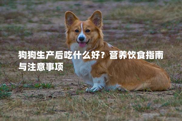 狗狗生產后吃什么好？營養飲食指南與注意事項