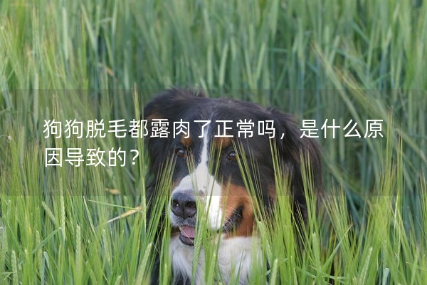 狗狗脫毛都露肉了正常嗎，是什么原因導致的？