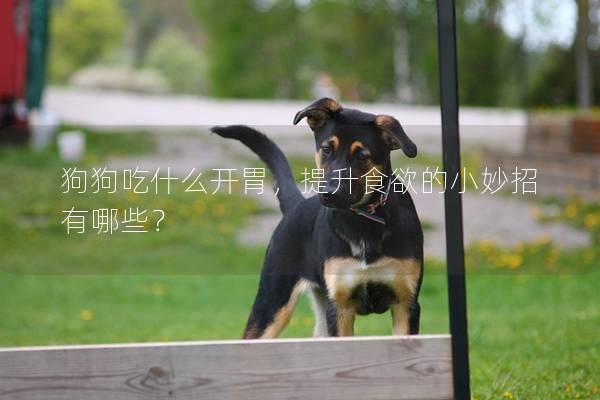 狗狗吃什么開胃，提升食欲的小妙招有哪些？