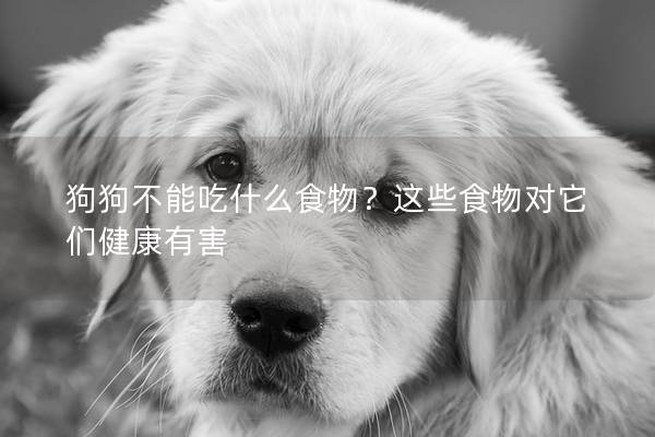 狗狗不能吃什么食物？這些食物對它們健康有害