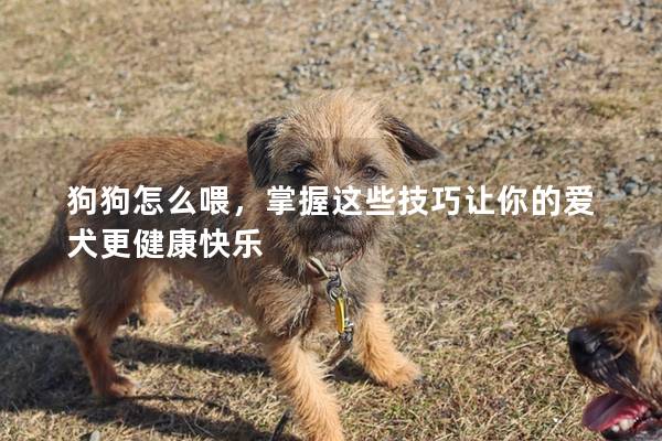狗狗怎么喂，掌握這些技巧讓你的愛犬更健康快樂